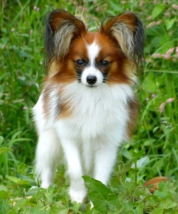 Vente Chien Papillon Noir Et Blanc Vente Chien Papillon Noir Et Blanc