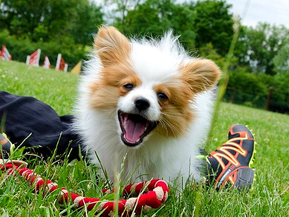 chiot papillon pour agility